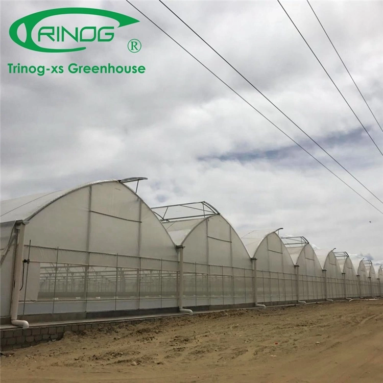 Hot Galvanized Pipe Frame Multi-Span Film Greenhouse with Hydroponics Growing System For Vegetable