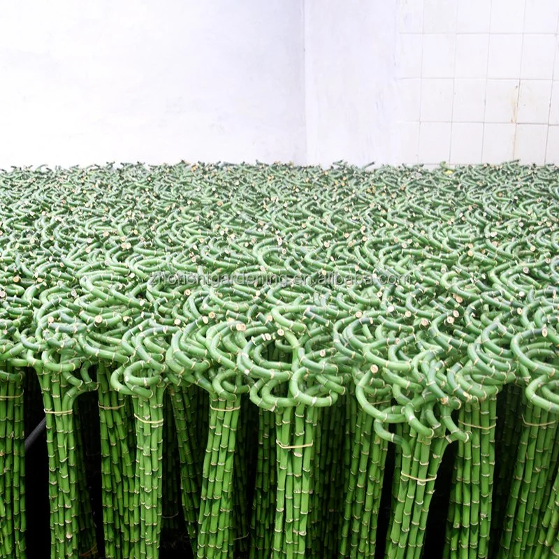 Zhanjiang Factory Wholesale Price High Quality Horticultural Products Green Plant Spiral Lucky Bamboo
