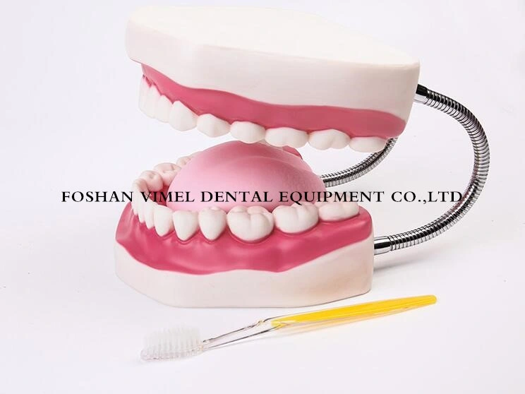 Dental Teeth Models 6X Used for Teaching Study and Hospital Dentist Material