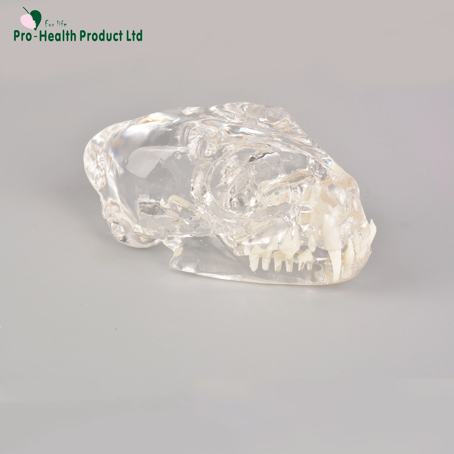 Feline Clear Anatomical Model (قم بمسح النموذج التشريحي