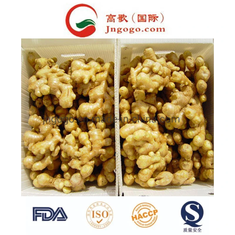 First Quality Air Dry Ginger (250g and up)