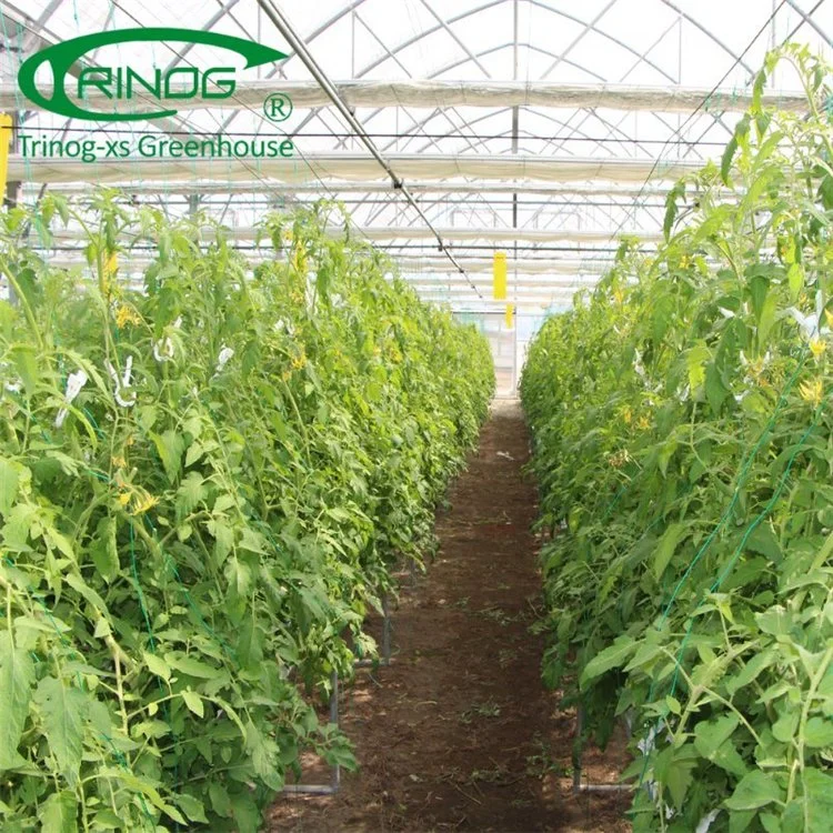 Commercial Multi-Span Film Greenhouse for Agriculture Production