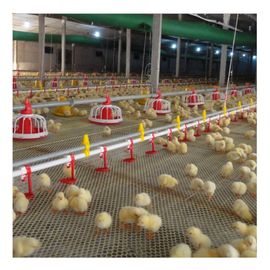 Plancher de poulets de chair ferme ÉLEVANT POULET Farming/système d'alimentation Machine automatique de la volaille