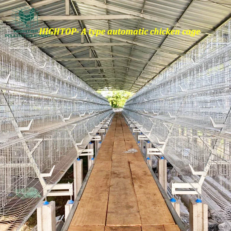 Tanzania Poultry Farm Equipment Automatic 4 Tier A Type Battery Layer Chicken Cage for Sale