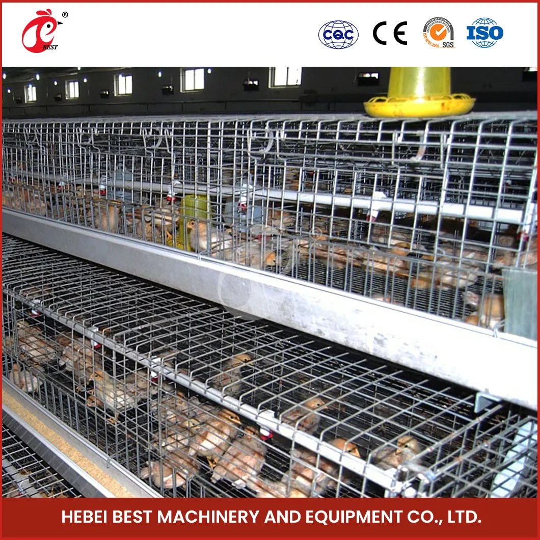 Bestchickencage a Type Pullet Hen Cage Breeder Cage China Plastic Shed Pullet Chicken Coop Manufacturer ODM Custom Waterproof Feature Pullet Cage of Chicken