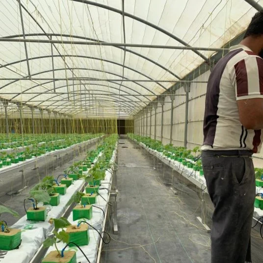 Fraise hydroponique systèmes de croissance vertical plantation serre à vendre