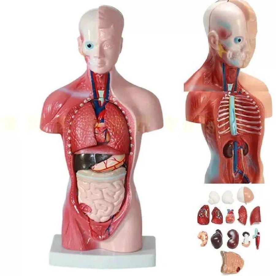 Factory Price Human Half Medical Man Training Visceral Model Male Organ Manikin Body