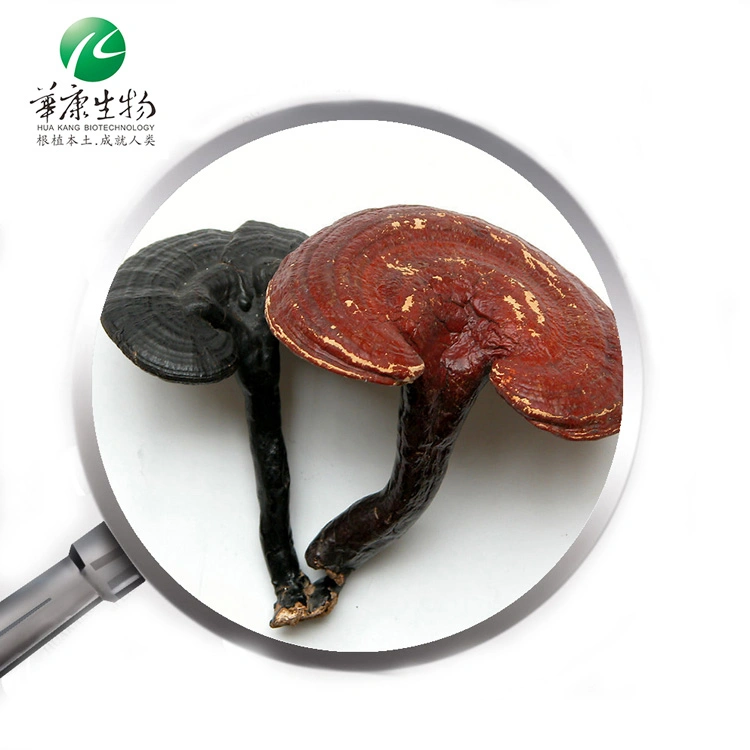 Health Care Shell-Broken Ganoderma Lucidum Spore Powder