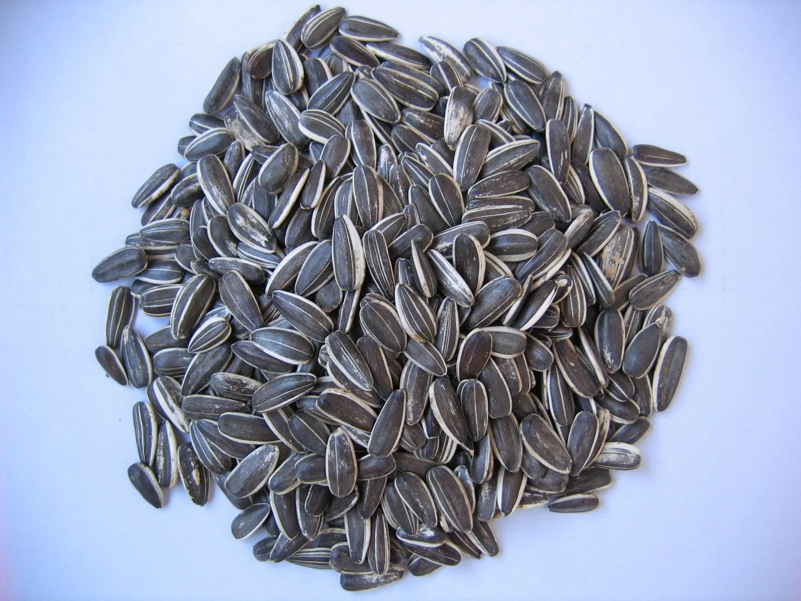 New Crop Sunflower Seeds From Shandong Guanghua Agricultural