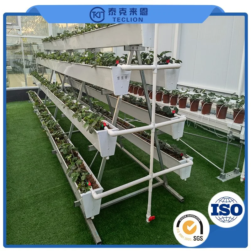 Strawberry Planting a-Frame Hydroponic Planting System in Agricultural Greenhouse