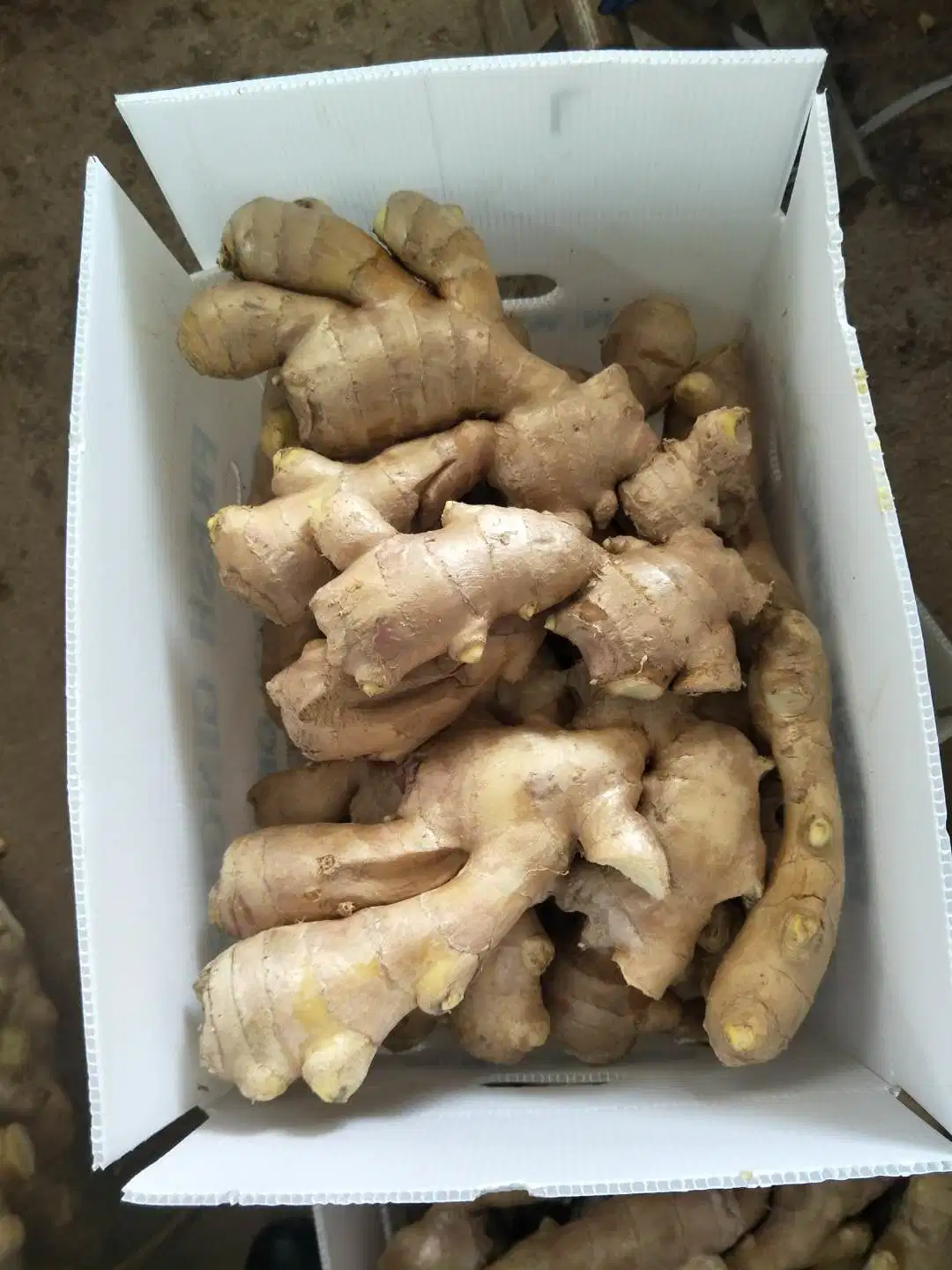 Bset Quality Air Dry Ginger From China