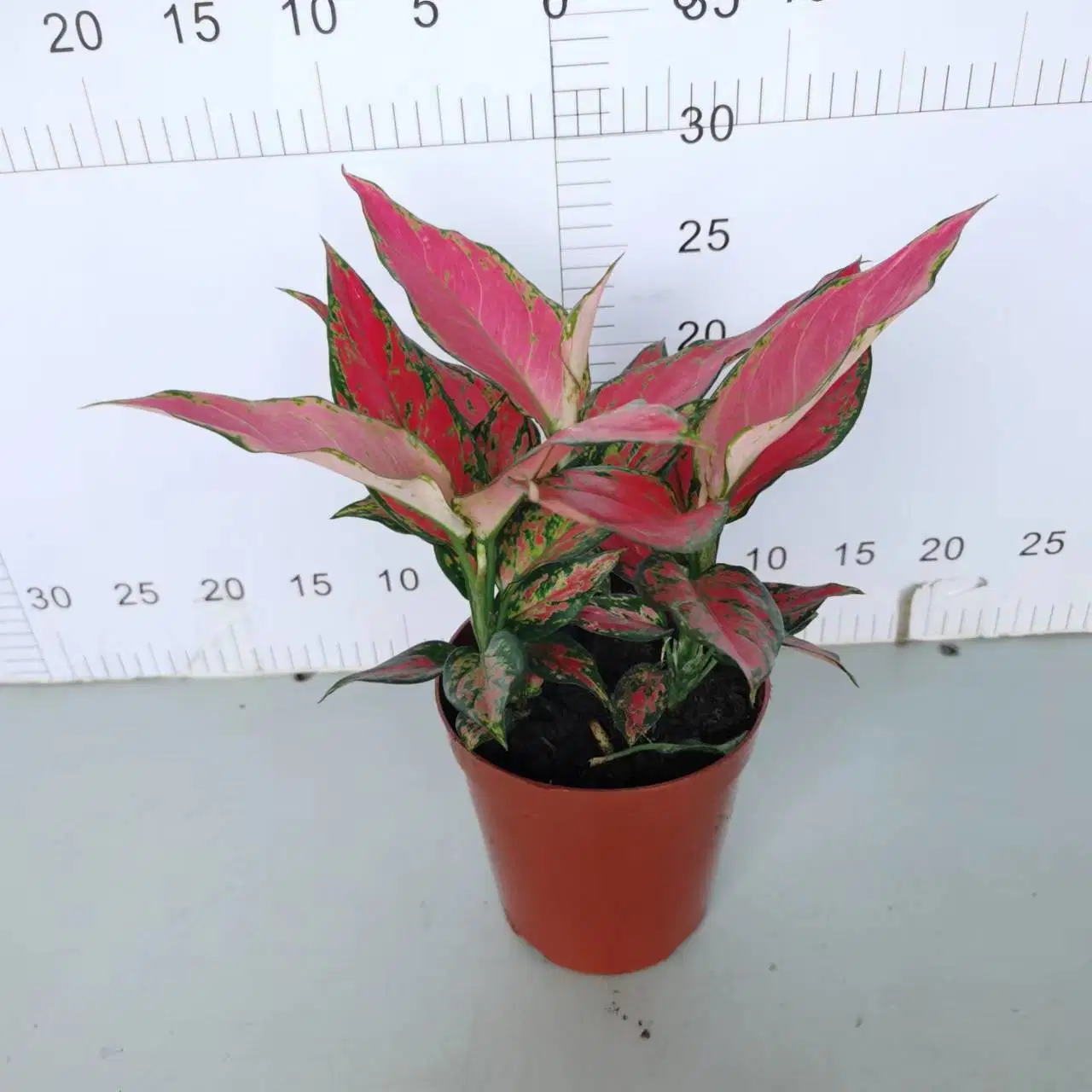 140# ángulo rojo vegetales Aglaonema