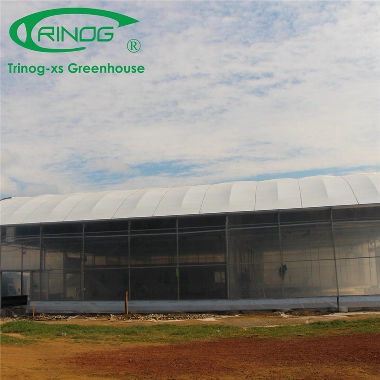 New Design Multi-span Cultivation Hydroponics System Film Greenhouse with Strong Structure for Agriculture From China