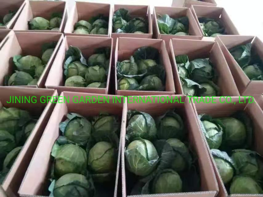 Landwirtschaftliche Import Produkte mit frischem Kohl aus China Lieferant verwendet Zum Kochen im Netzbeutel