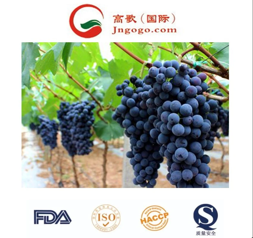 Las uvas frescas, frutas frescas, China Exportador de fruta fresca uva negra