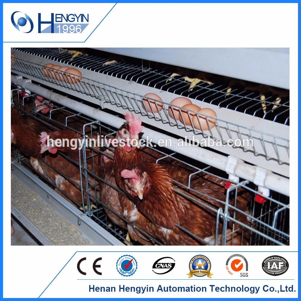 Animal Livestock Poultry Cage Equipment for Day Old Chicken Bird