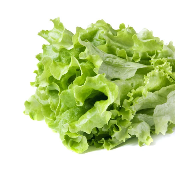 Factory Supply Fast Grow Green Salad Lettuce Seeds for Agriculture Sale