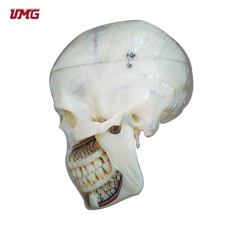 10 Parts Skull Anatomical Demonstration Model with Sinuses