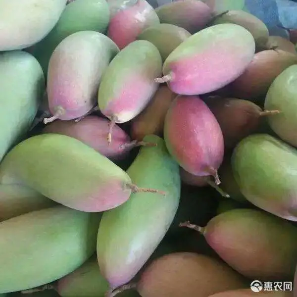 Xiangya Mango Elephant Mango فاكهة المانجو المجففة شريحة المانجو الطازجة مع شهادة إدارة الغذاء والدواء جودة عالية من الفاكهة.