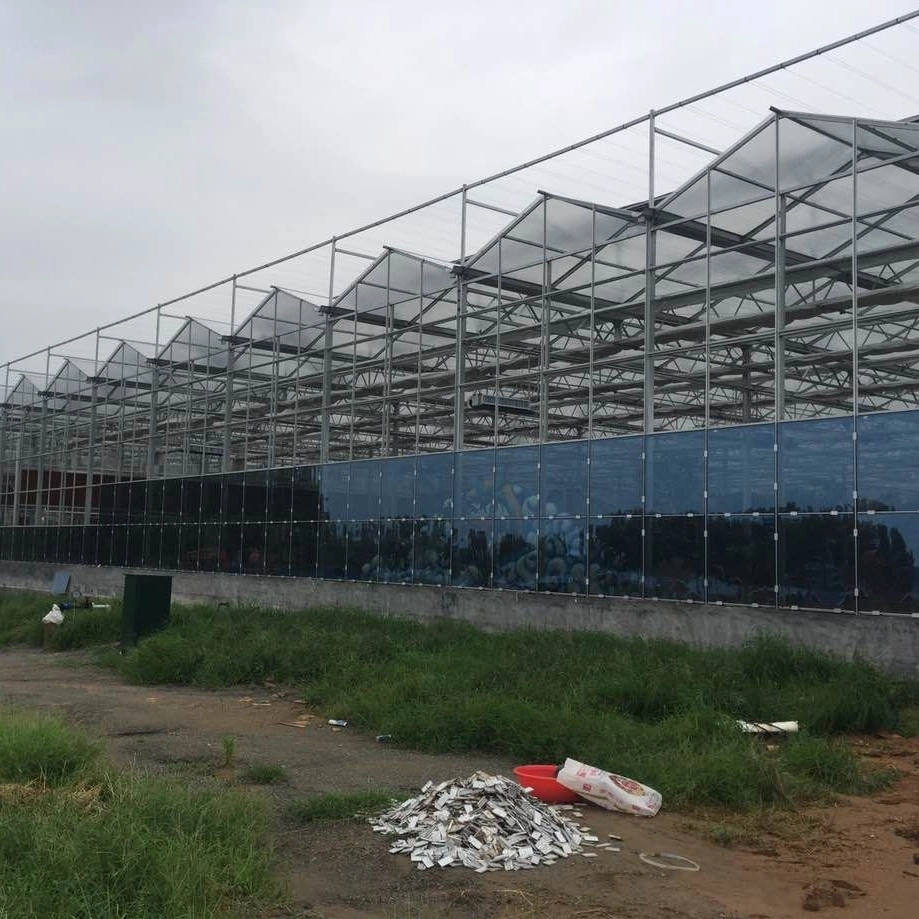 Venlo Type Glass Greenhouse for Vegetables Growing with Modern Design