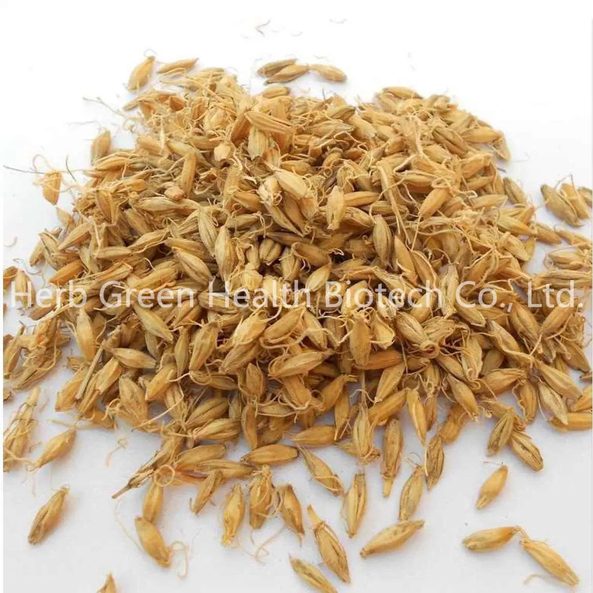 Pure Natural Hordeum Vulgare Freuit Wheat Germ Extract Spermidine >0.1% Powder
