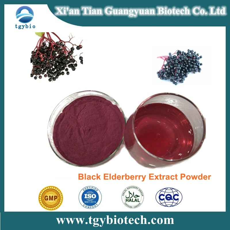 Hot Selling Black Elderberry Extract Powder / Elderberry Fruit Extract Powder