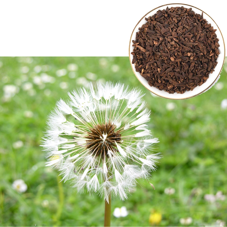 PU Gong Ying Natural Raw Taraxacum Mongolicum Dreid Dandelion Root Tea