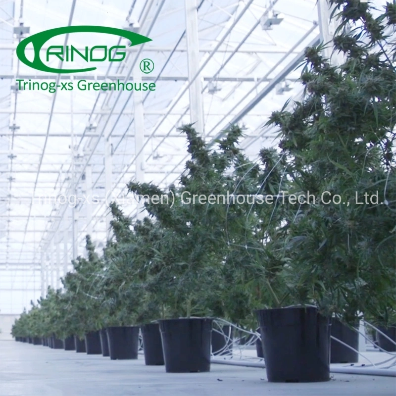 Trinog Greenhouse multispan panda film Light deprivation system hydroponic greenhouses with light trap