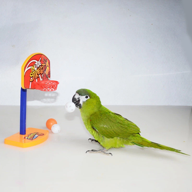 in Stock Wholesale/Supplier Pet Toy Pet Supply Large Bird Toy Climbing Swing Double Layer Toys Rope Bungee Bird Toy Bird Toy Rope