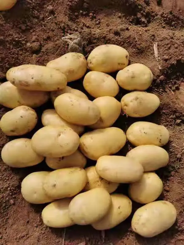 Shandong Potato Prices New Crop Potato