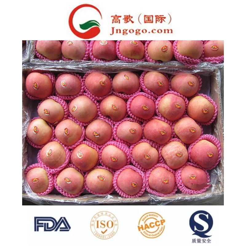 125 Fresh Red FUJI Apple Large Supplier