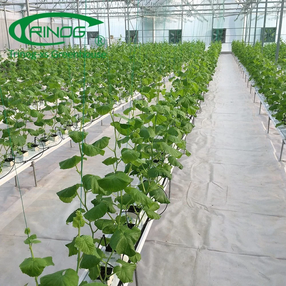 Hot Sale New Design and Reusable Cultivation Hydroponics System Multi-Span Film Greenhouse