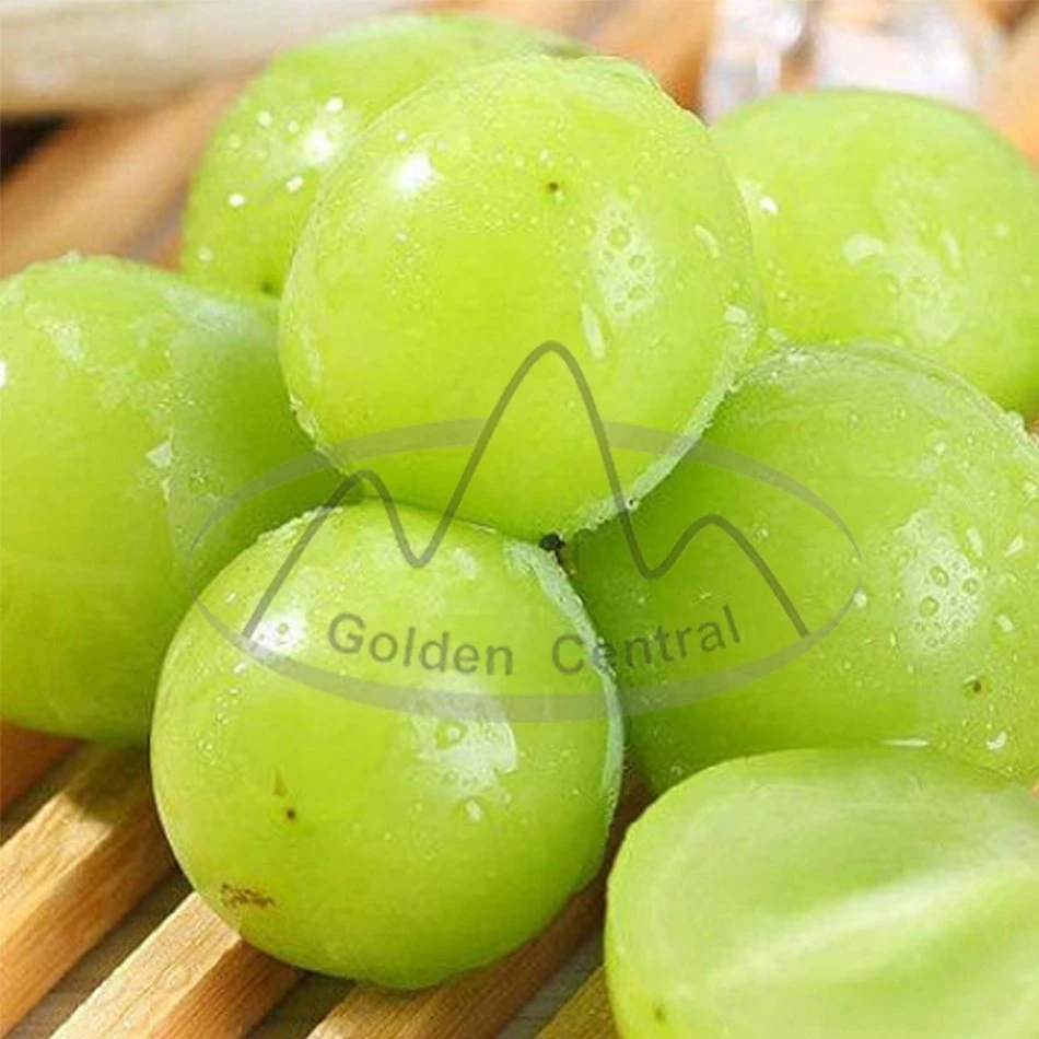 Seedless Sweet Shine Muscat Fresh Fruits Grape Supply for World