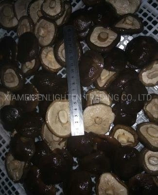 2021 Newest Shiitake Mushroom Cultivation