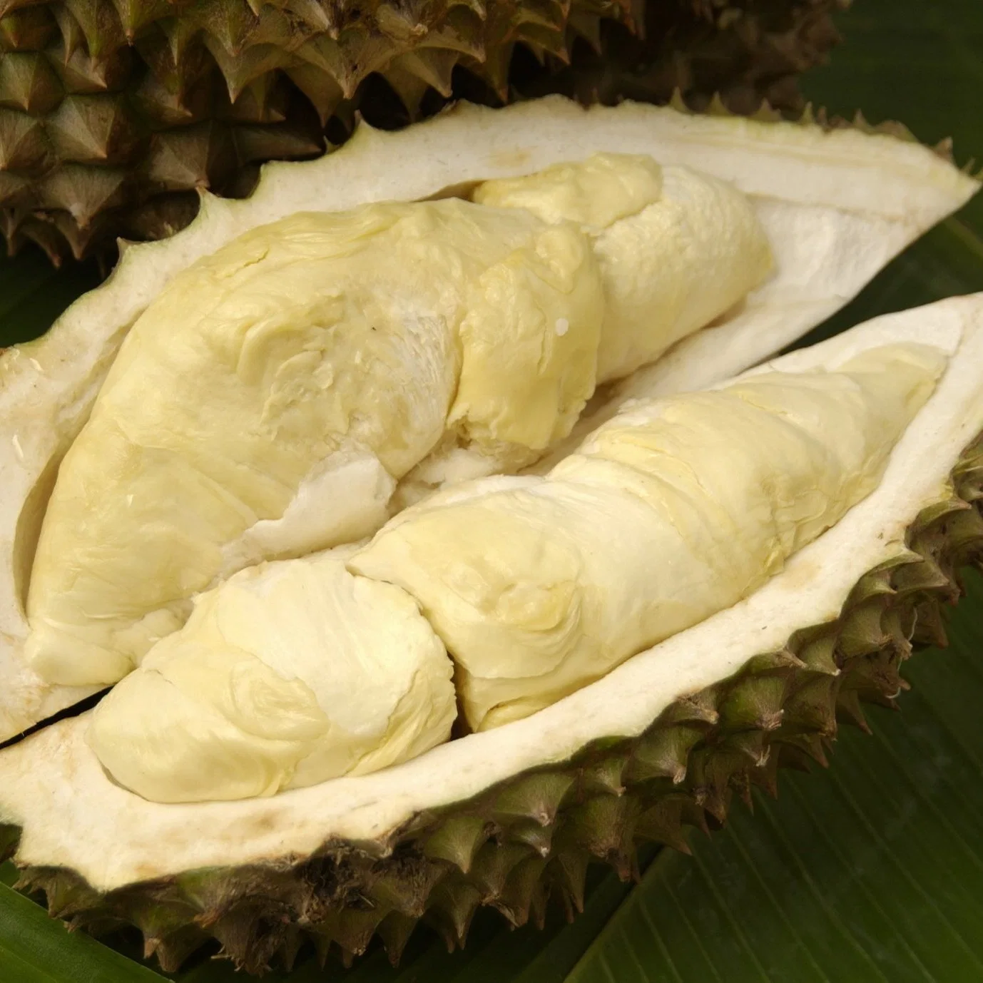 100% puro Pó de frutas natural grossista Durian extraia