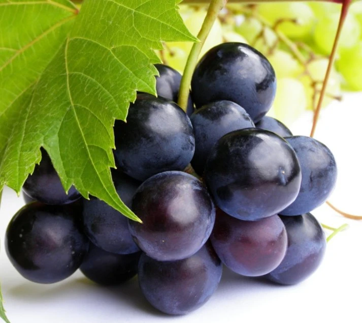 Natural Grape Seed Extract 95% OPC Grape Seed Powder Cheapest Price for Wholesale/Suppliers