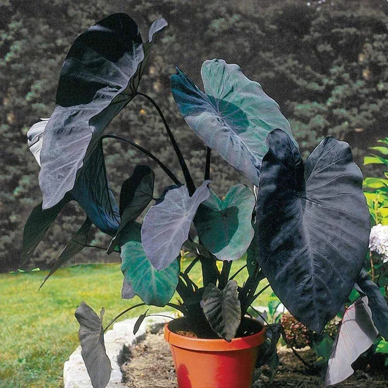 Plantes réel Colocasia corail noir de l'ornement intérieur fournisseur