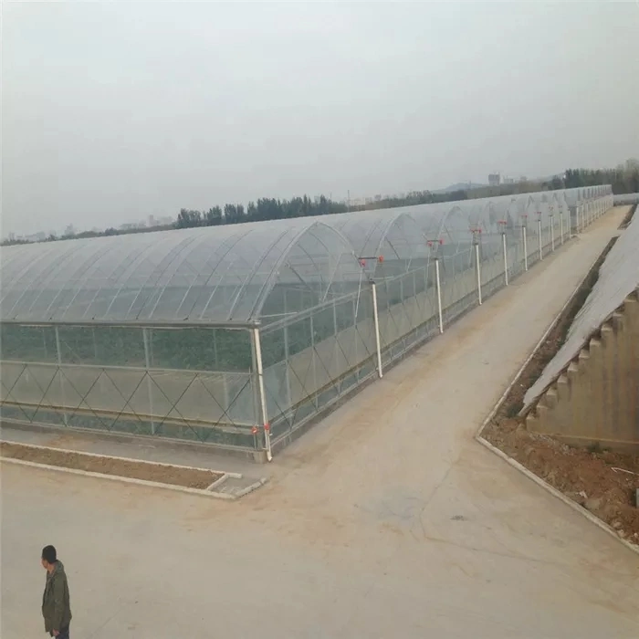 Low Price UV Film Multispan Economic Poly Farm Agriculture Greenhouse