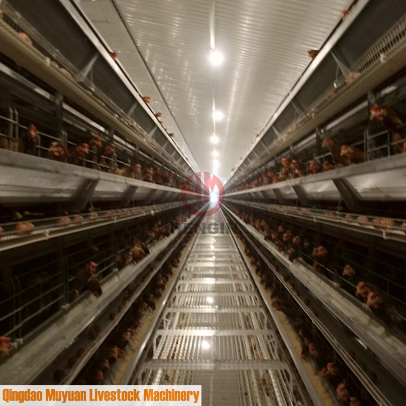 Geflügelfarm Schicht Käfige Maschinen für Huhn Pullet Shed House