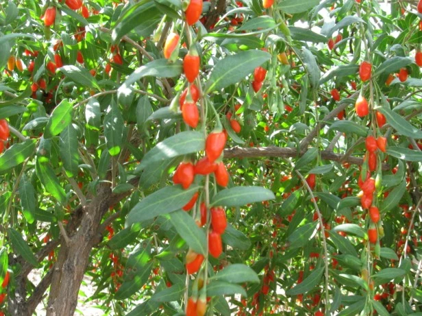 Jugo de Goji en Polvo seco de Spry y lleno de polisacárido