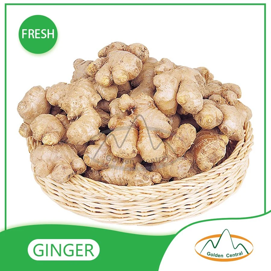 Wholesale/Supplier Organic Fresh Ginger in Best Cheap Price