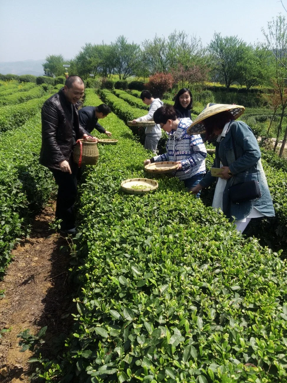 Fruit and Jammy Sweetness Best Chinese Black Tea Keemun Black Tea