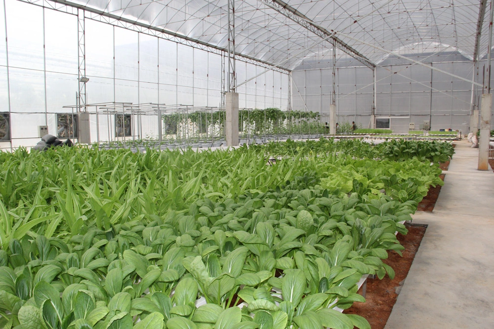 Hydroponic Growing System Nft Cultivation Plastic Channel for Agriculture Greenhouse