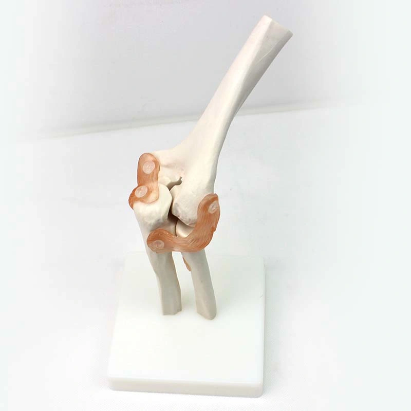 Good Price Medical Teaching Models Bone Color Human Teaching Skeleton Model of Elbow Joint