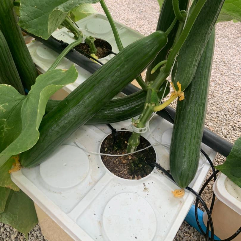 Hydroponics Greenhouse Tomato Dutch Bucket Hydrophonics Growing System for Multi-Span Agricultural Green Houses