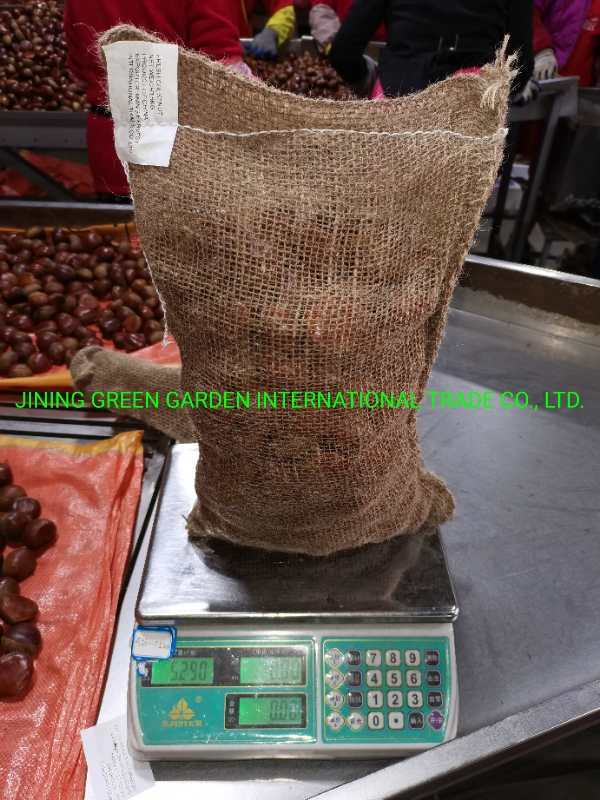 الصينية New Crop Fresh Taian أو Dandong Chestnut Factory Best جودة عالية