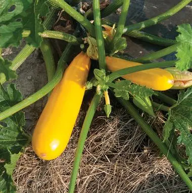 Rendimiento de alta calidad/alto costo de una fuerte resistencia a enfermedades piel amarilla de semillas híbridas de calabaza/Zapallo