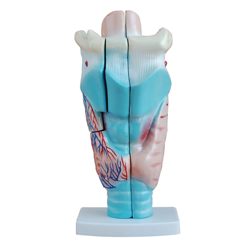 Modelo de la anatomía del modelo de expansión de Médicos de dientes humanos