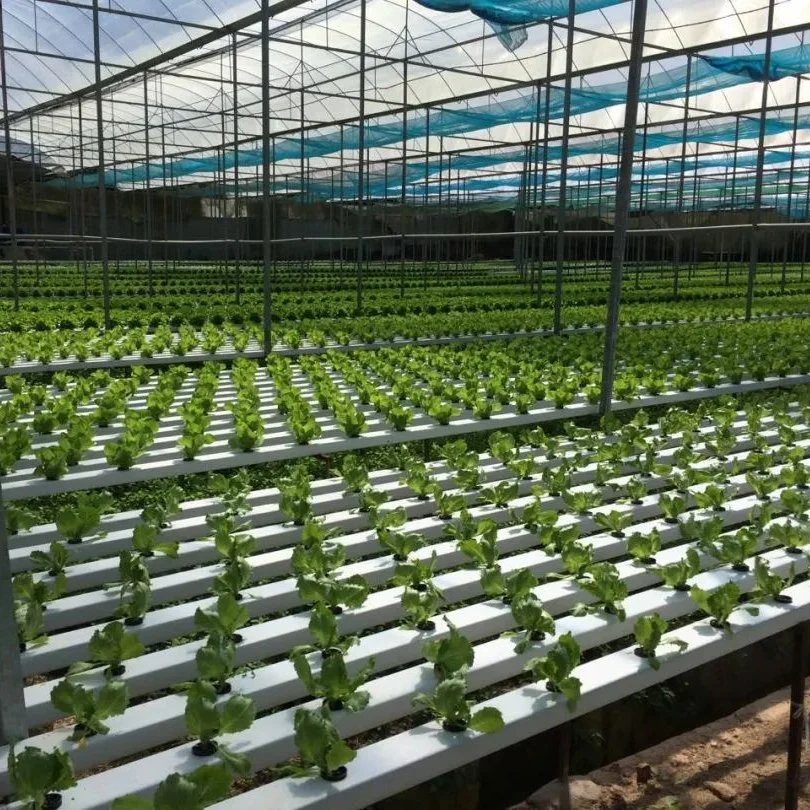 Modern Agriculture Greenhouses for Commercial Vegetable and Hydroponic Farming