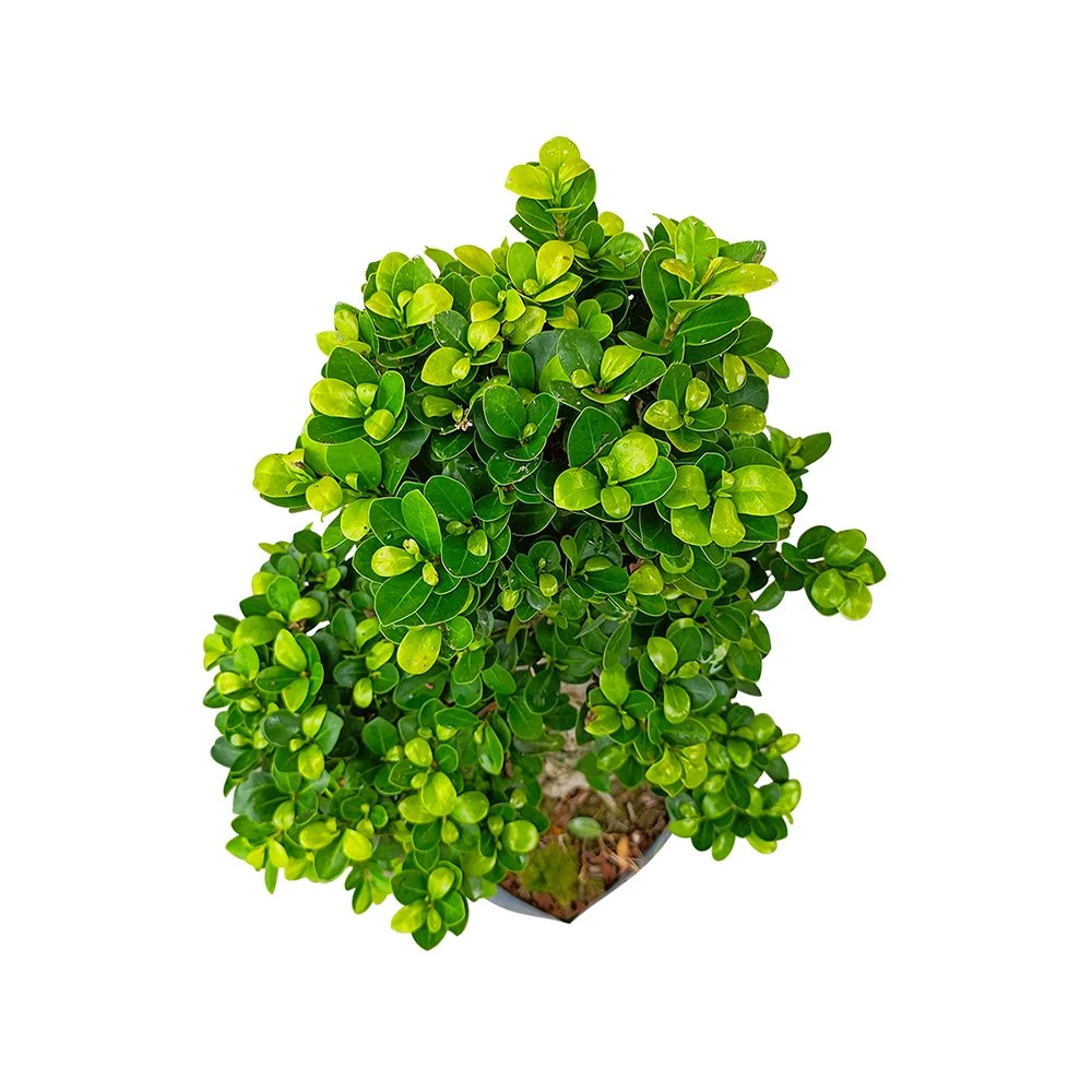 Ficus S Style Real Plant Bonsai Traditional Chinese Ficus Hot Sale Garden Ornament Wholesale/Supplier